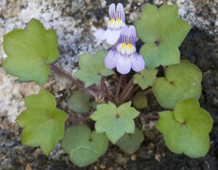 Cymbalaria muralis